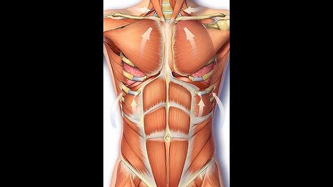 How Muscles work in expiration and inspiration 3D Animation #3dmedico