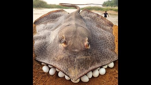 amazing big stuck monster stingray fish catching