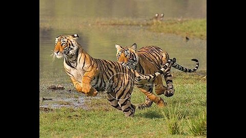 TIGER FULL SPEED