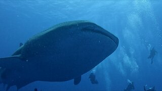 Gigantic whale shark makes scuba divers look like tiny tadpoles