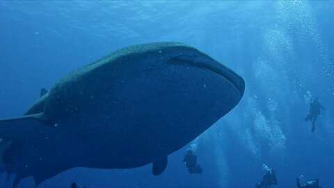 Gigantic whale shark makes scuba divers look like tiny tadpoles
