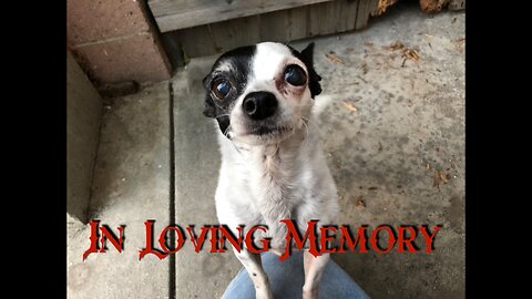 In Loving Memory of My Little Maggie - The Sweetest Chihuahua Ever - My Bestie