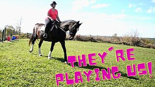 HORSES Are Masters At MANIPULATION!