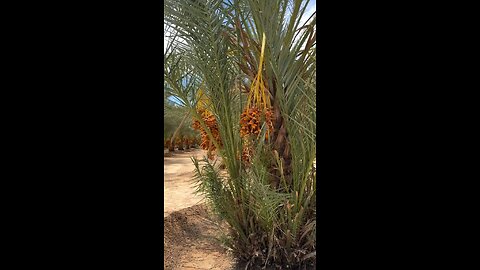 walking in the date palm grove