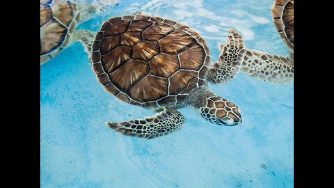 Ocean's Ancient Navigators 🌊🐢