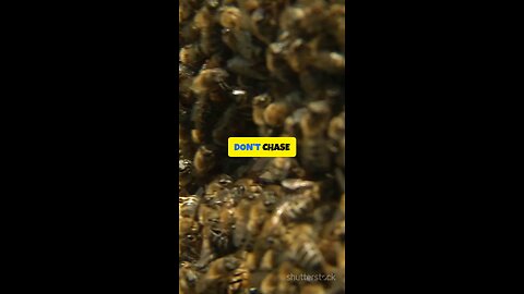 Don’t Chase Applause 🐝 Seek Precision — Build Excellence That Lasts 🍯✨