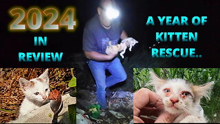 2024 - A year of rescuing unwanted and sick #kittens and #cats in #indonesia