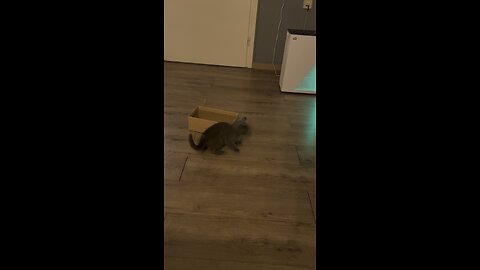 gizmo cat plays with box