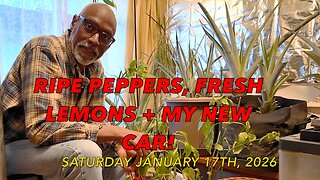 Kamakura Winter Garden Harvest: Ripe Peppers, Fresh Lemons + My New Car!