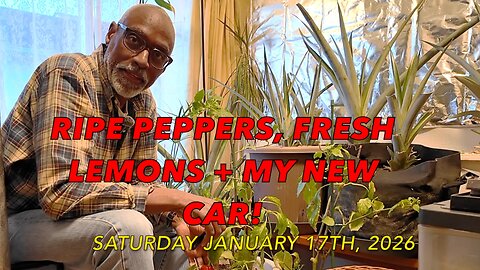 Kamakura Winter Garden Harvest: Ripe Peppers, Fresh Lemons + My New Car!