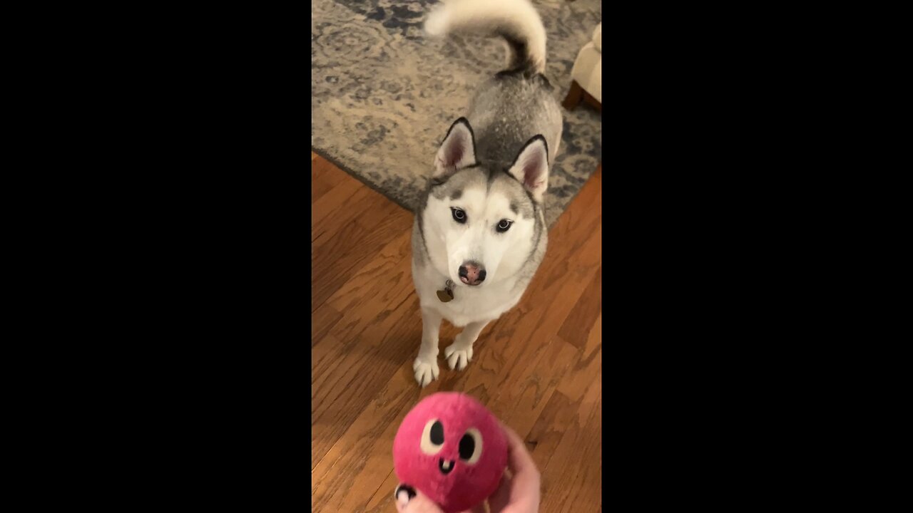 Gotta Catch That Ball