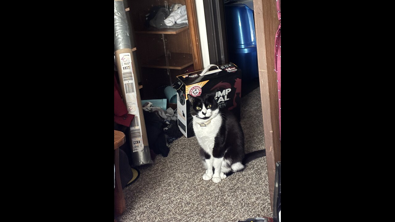 The most beautiful kitten ever to be it on earth!