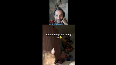 Dog cat prank funny farting men #funny #rumbletoday #cat #dog