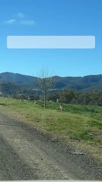 Kangaroos hopping on road