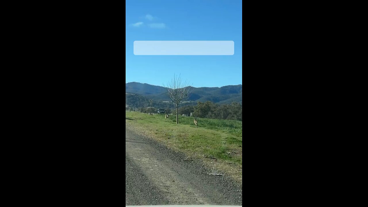 Kangaroos hopping on road