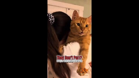 Beyond the Purr: 5 Ways Cats Secretly Show Love