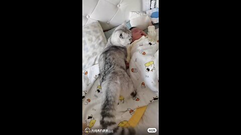 Dog lover