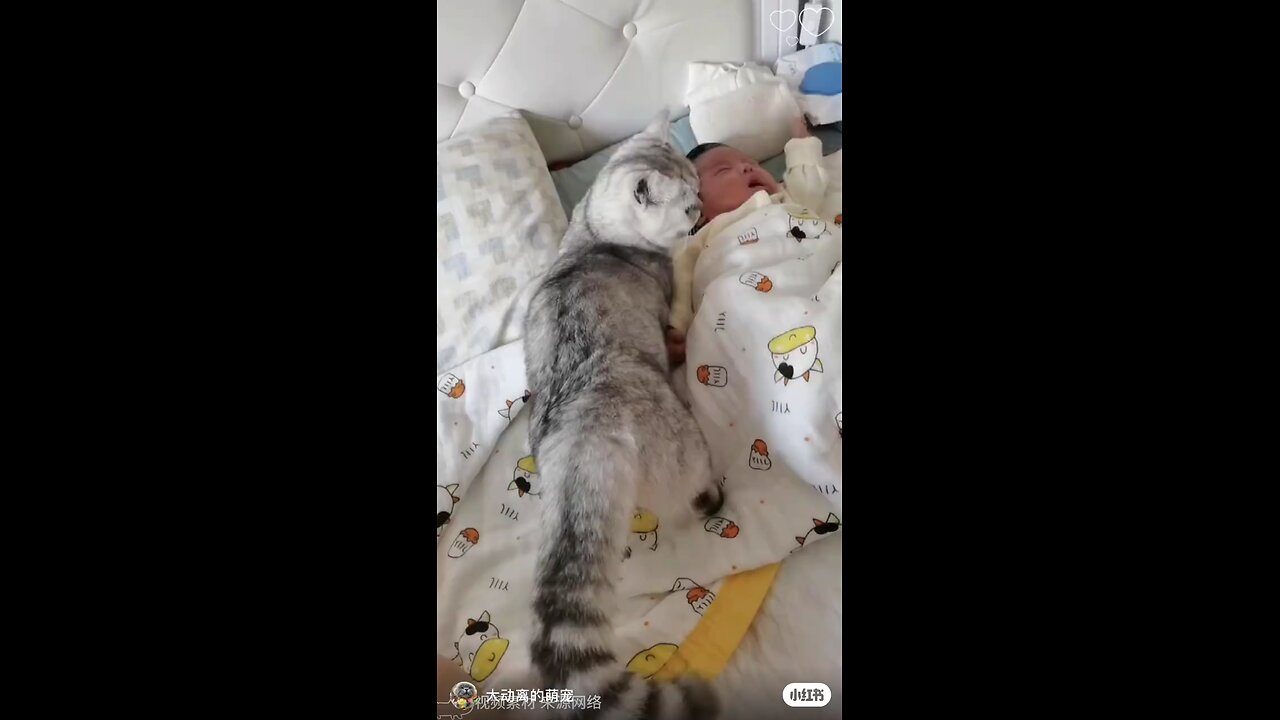 Dog lover