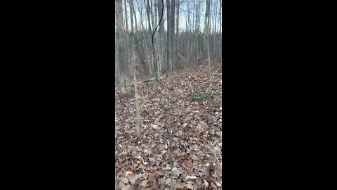 Listen to the dogs burning one up