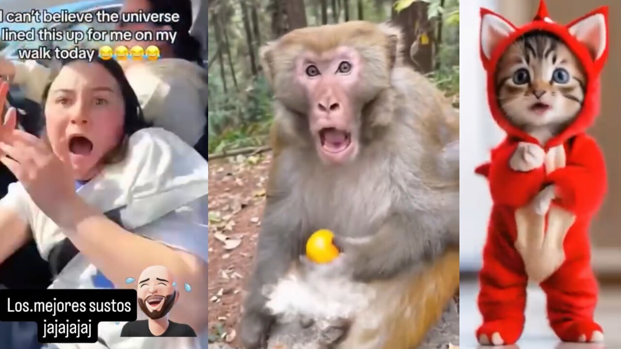 😹🤪😅Hilarious Animals Caught in Funny Moments!"