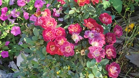Deadheading an upright boutique Drift Rose