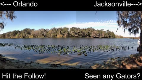 4K Live St. Johns River Cam: Florida Alligators & Wildlife 🐊🌿