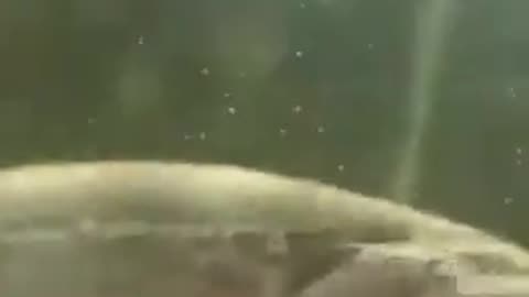 🤯🌊 You Won't Believe What’s Floating in This Water! | FunFM