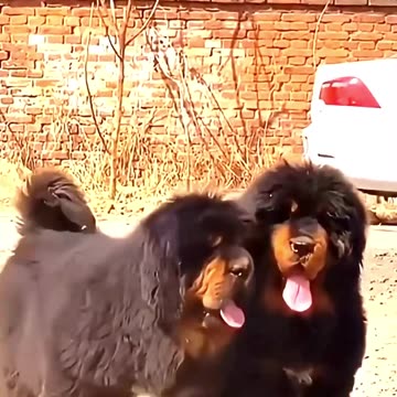 Most Expensive Animals in the World