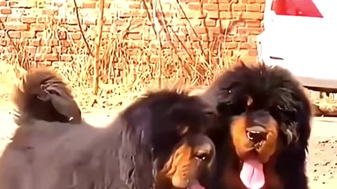 Most Expensive Animals in the World