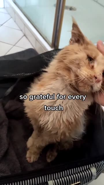 She took the poor cat to savety and help