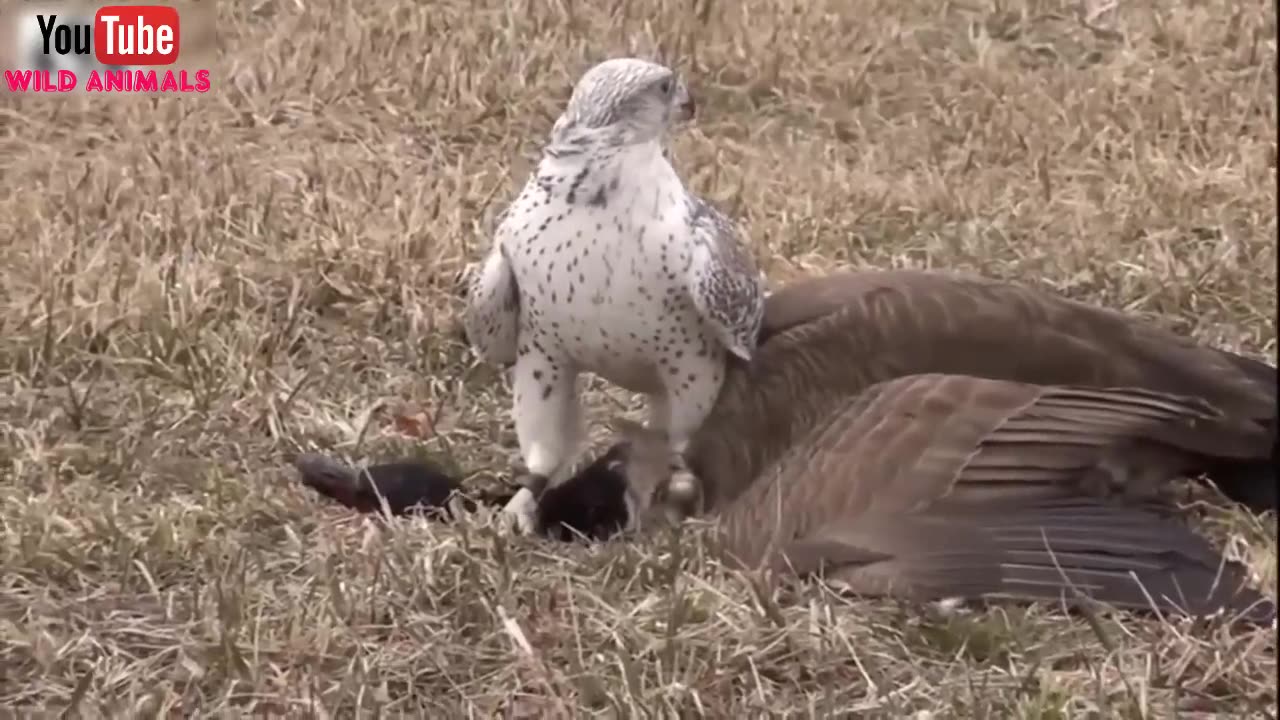 The Best Of Eagle Attacks 2018 - Most Amazing Moments Of Wild Animal Fights! Wild Discovery Animals