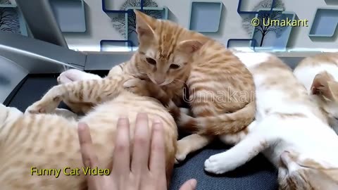 Funny Cats 154-Four Cats Sleeping On Each Other