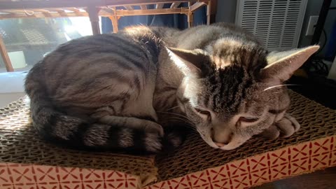 Adorable Cat Sleeping Peacefully in the Sunlight for Ultimate Relaxation