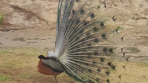 Peacock Stares at a Chicken