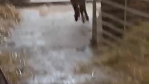Baby Donkey Zoomies