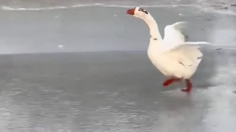 Goose pretending to be a swan