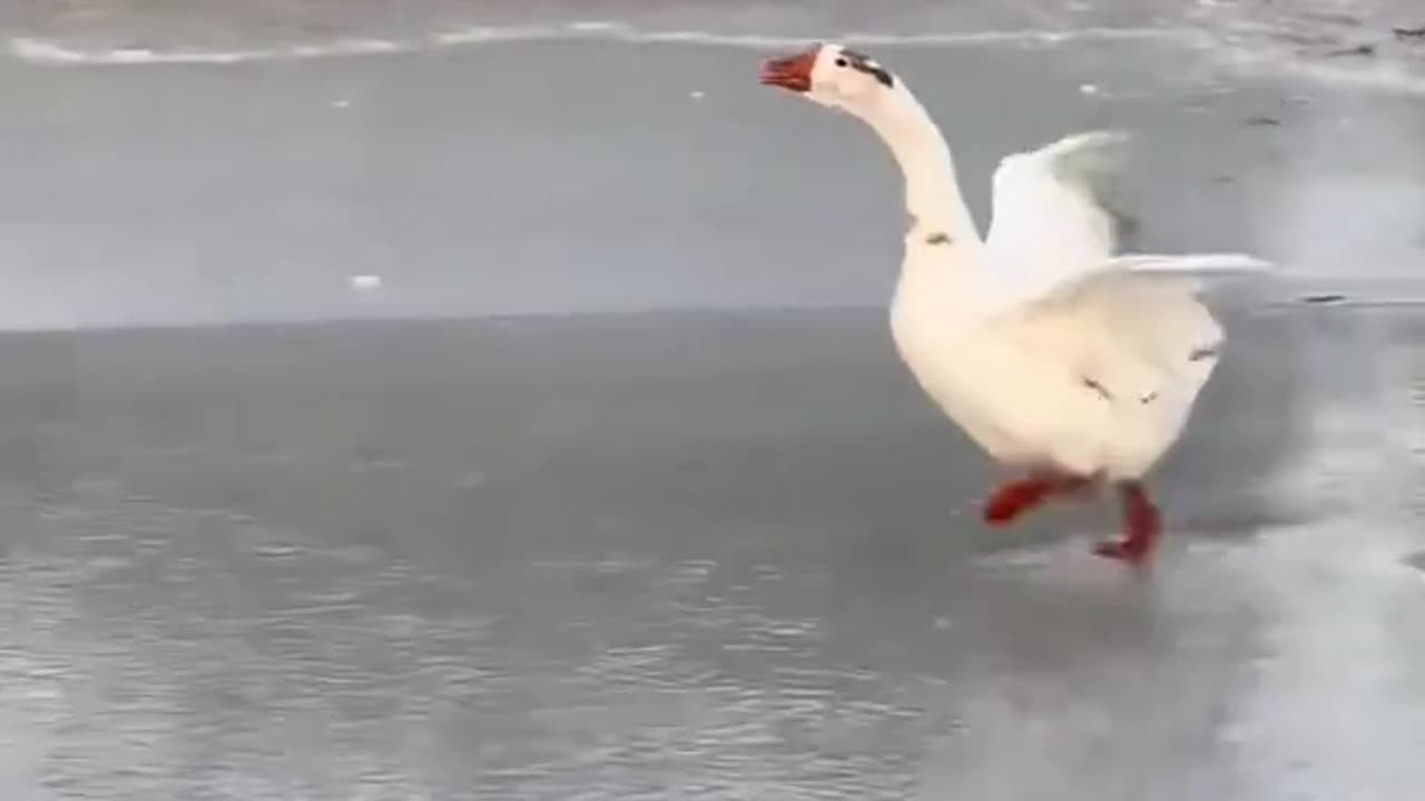 Goose pretending to be a swan