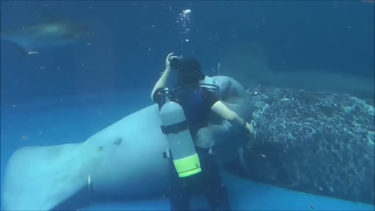 🤯🐠 Manatee's EPIC Tantrum For Attention! | FeedMyCuriosity