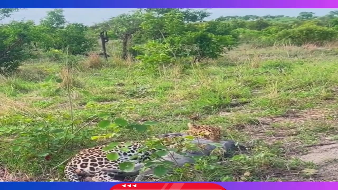 Leopard Misses Twice but Takes Down Third Warthog Instantly!