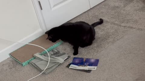 Cute Precious Piper Does a Critical Office Inspection - Adopting a Cat from a Shelter Vlog