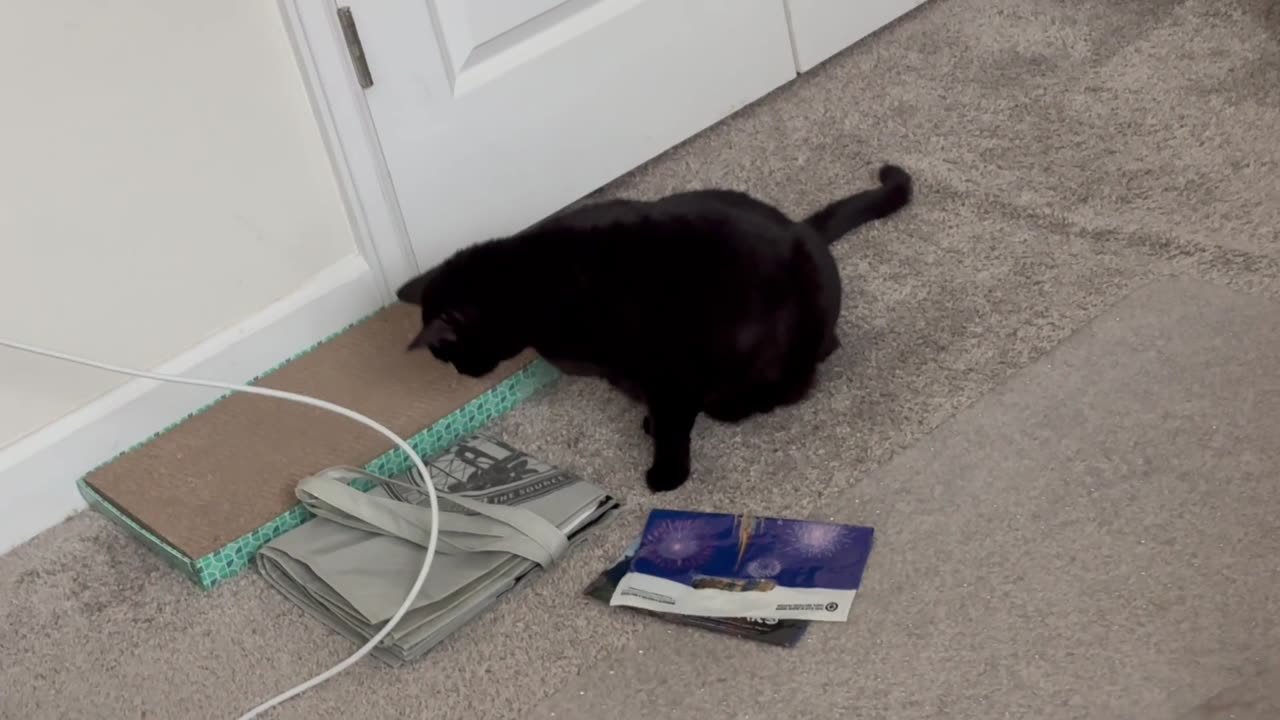 Cute Precious Piper Does a Critical Office Inspection - Adopting a Cat from a Shelter Vlog