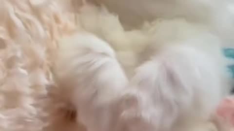 The cat is holding onto the pot while pooping—it's so funny!