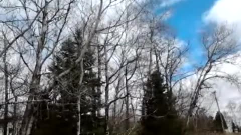 Hearing A Woodpecker