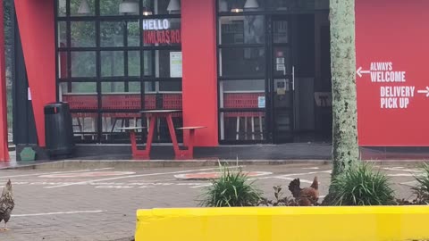 Chicken Hangs Out In Chicken Restaurant Parking Lot