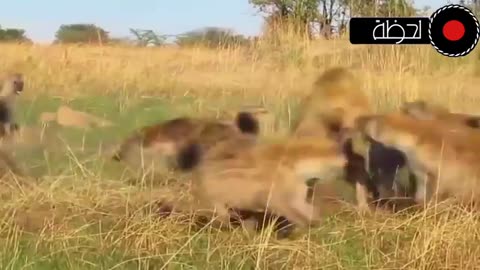 animals