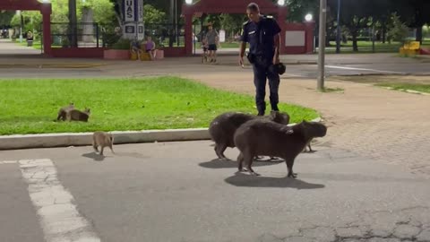 Police Officers Help Capybara Family Cross the Street