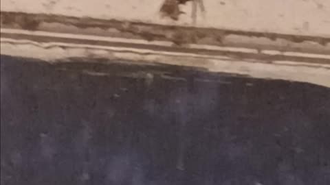 Orb weaver