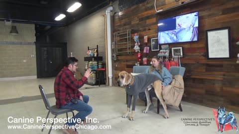 Consultation: Walter | Leash Reactive Great Dane, Protests Owner With Tension And Growling