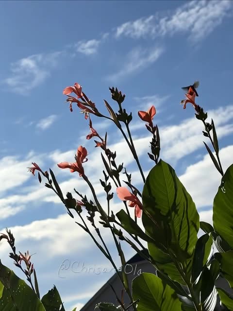 HUMMINGBIRD FEEDING!