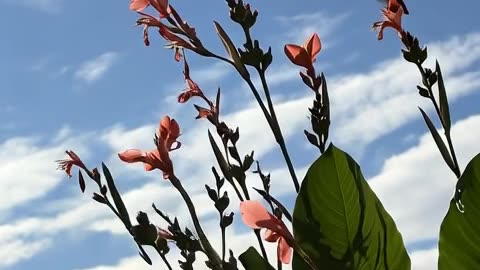 HUMMINGBIRD FEEDING!